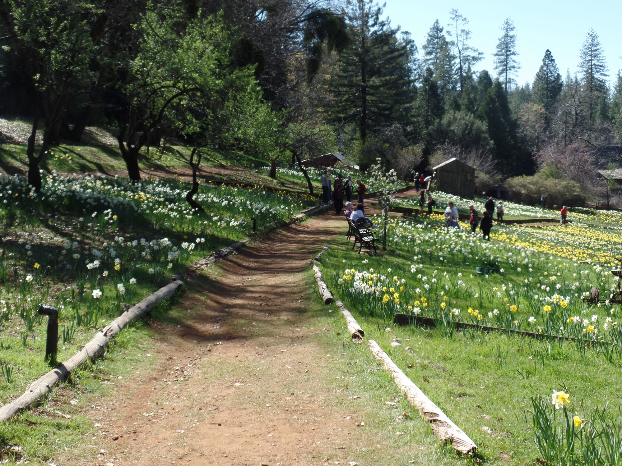 Daffodils on display at the historic monument Daffodil Hill. Daffodil Hill is situated in the Califonia Gold Rush town of Lockwood