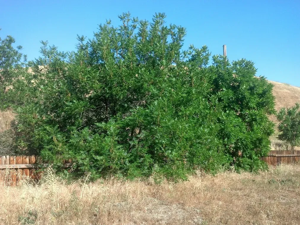 Juglans Californica (California Black Walnut) in Ascot Hills Park, Los Angeles, California