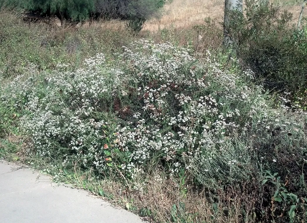 Eriogonum Fasciculatum (California Buckwheat) with white flowers.