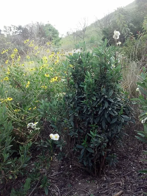 Carpenteria californica (Bush Anenome), growing next to Encelia californica