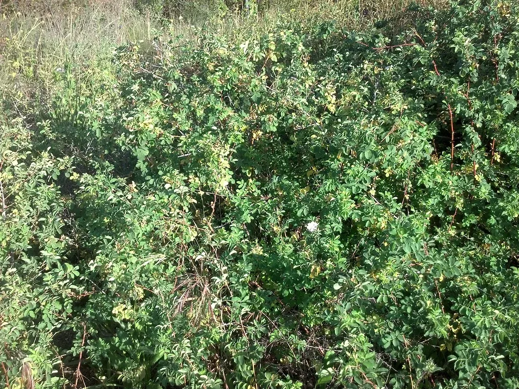 Rosa californica (CA Wild Rose) in Ascot Hills Park, Los Angeles, California