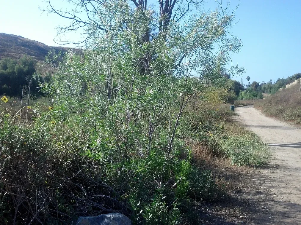 Chilopsis linearis (Desert Willow) growing on the side of a trail in Ascot Hills Park, Los Angeles, California