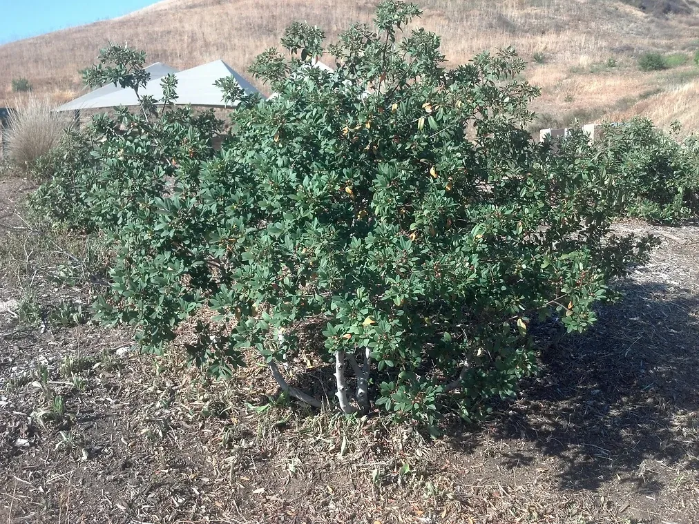 Rhamnus californica (Coffeeberry) in Ascot Hills Park, Los Angeles, California.