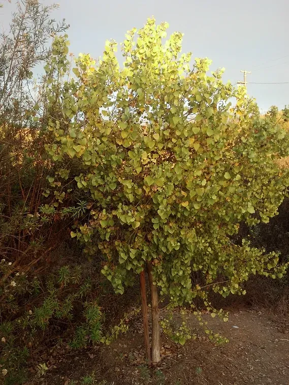 Golden autumnal leaves of Populus fremontii (Fremont Cottonwood)