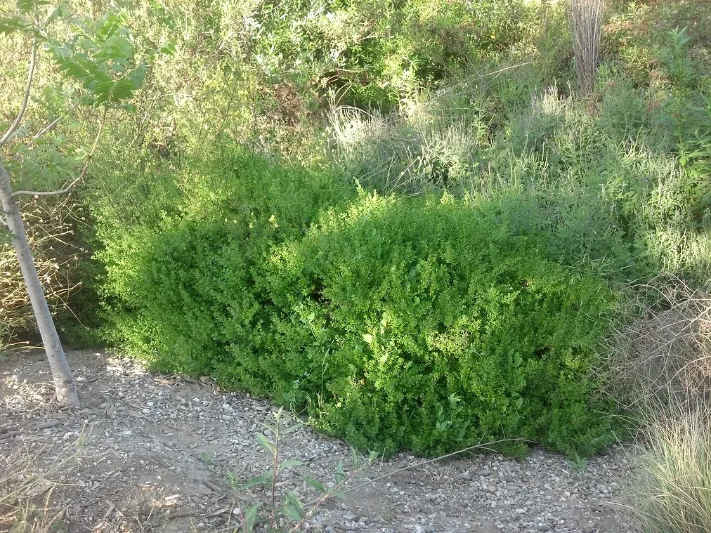 Baccharis pilularis (Coyote Brush). This is the small bush variety of this versatile species.