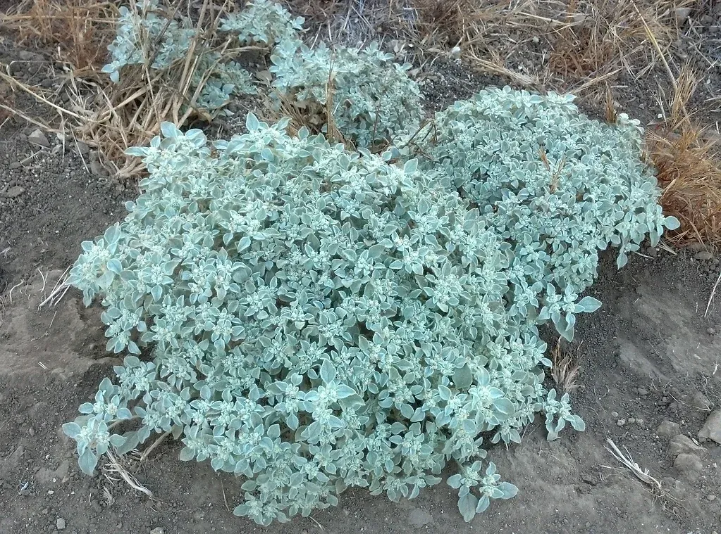 Croton setigerus (Doveweed) growing in disturbed soil in Ascot Hills Park, Los Angeles, California