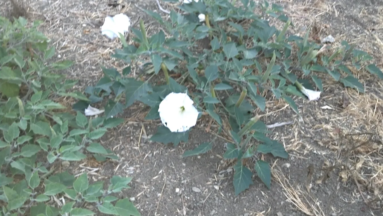 Datura wrightii (Sacred Datura) in flower. Photo taken in Ascot Hills Park, Los Angeles, California