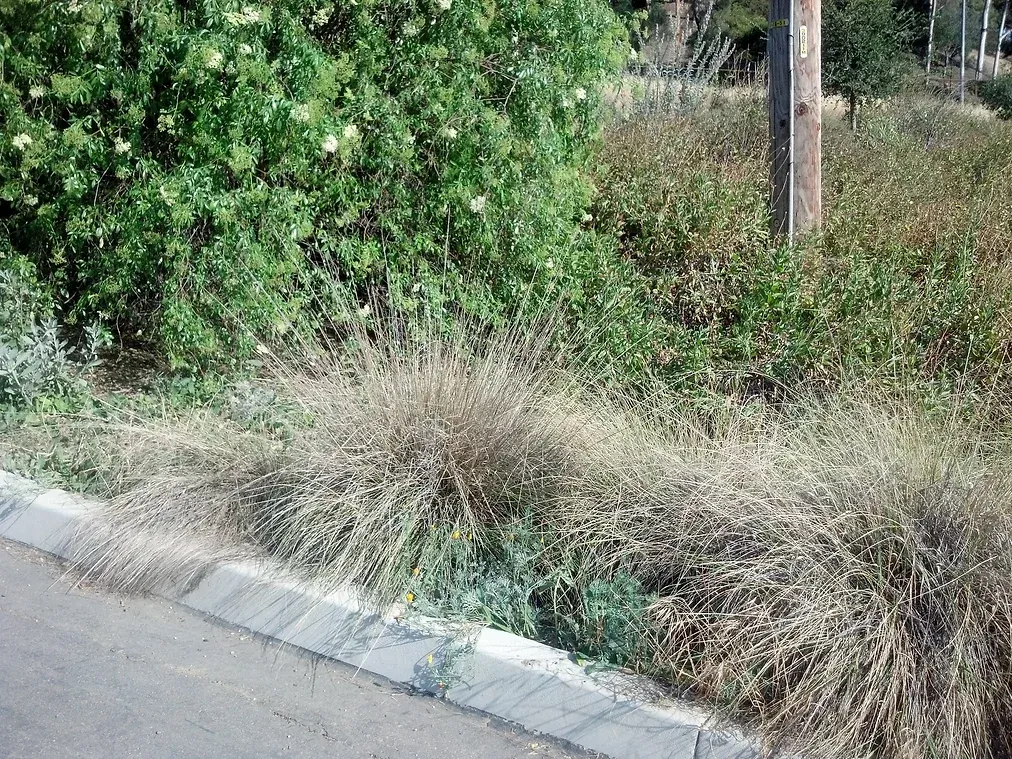 Muhlenbergia rigens (Deer grass) growing on the side of the road in Ascot Hills Park, Los Angeles, California