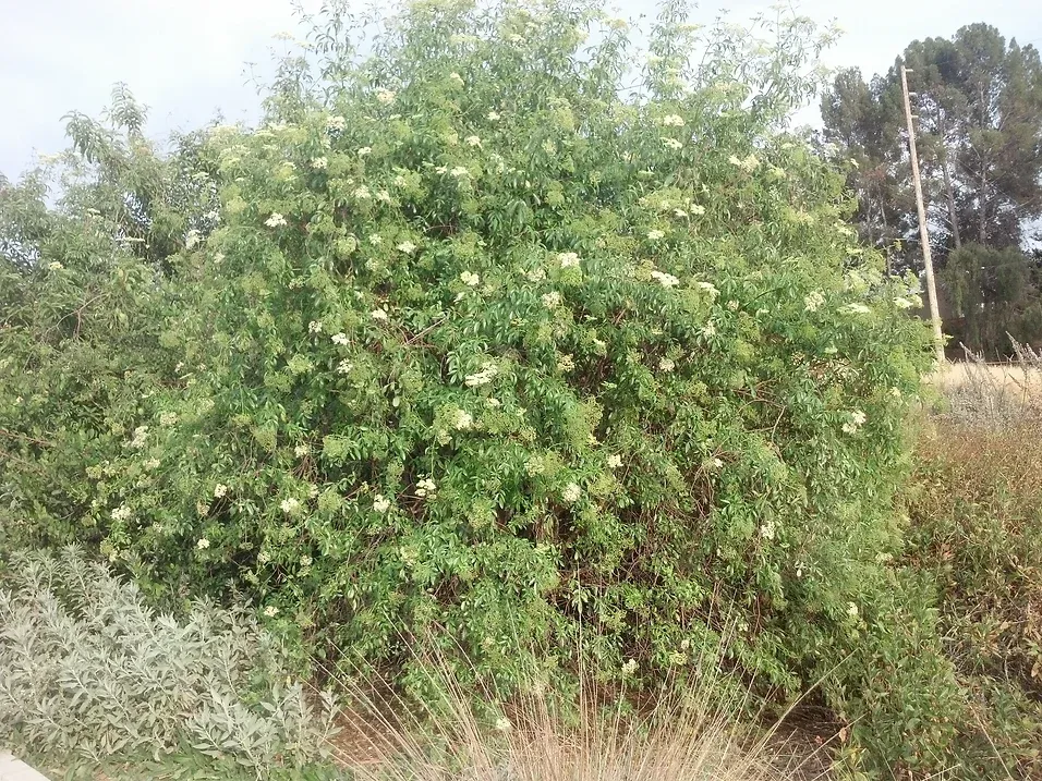 Sambucus mexicana (Mexican Elderberry) in Ascot Hills Park, Los Angeles, California