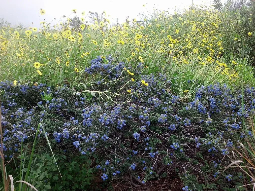 Ceanothus "Julia Phelps" (Small Leaf CA Lilac) growing in front of Encelia Californica