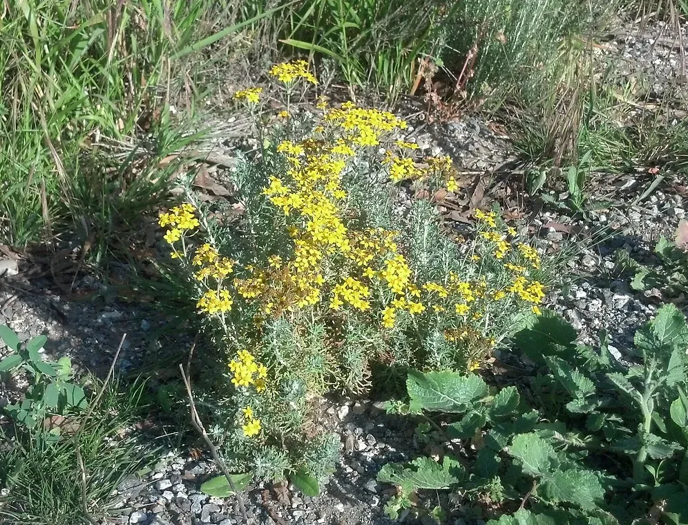 Eriophyllum confertiflorum (Golden Yarrow) in Ascot Hills Park, Los Angeles, California