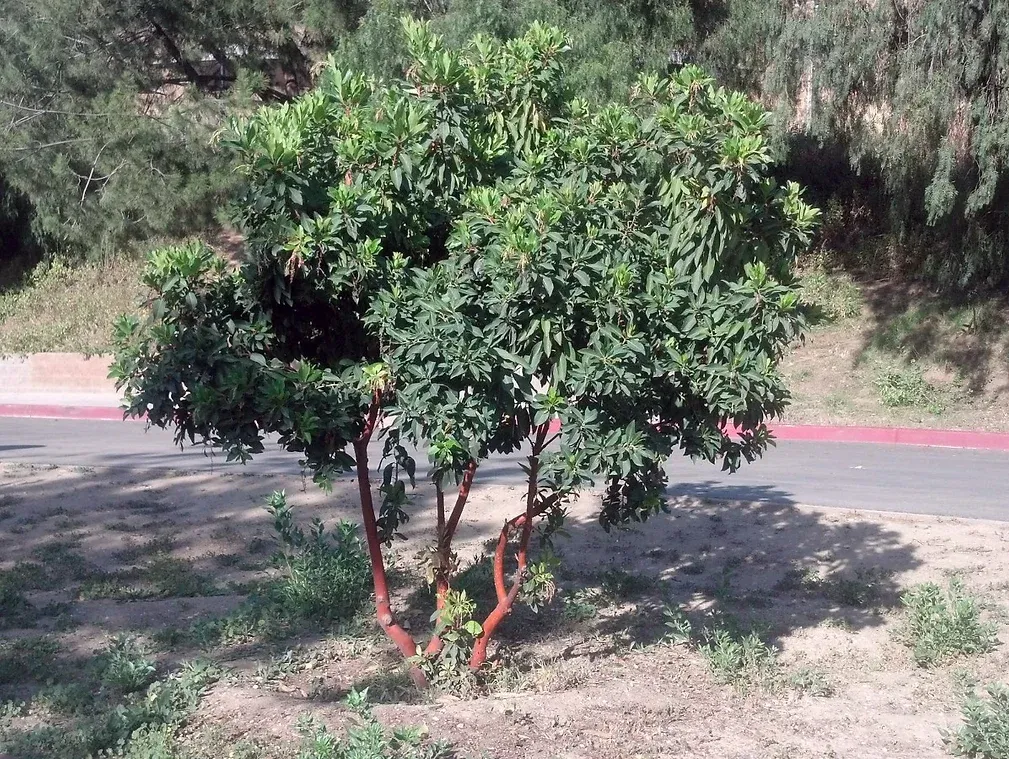 Arbutus marina (Marine Strawberry Tree)