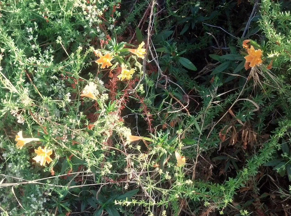 Orange Flowers of Diplacus aurantiacus (Sticky Monkeyflower)