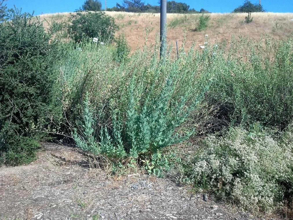 Romneya Coulteri (Matilija Poppy) in Ascot Hills Park, Los Angeles, California