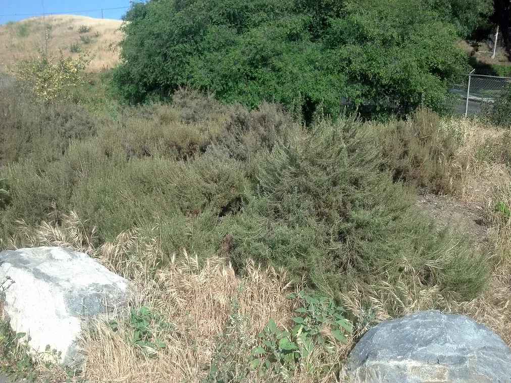 Artemisia californica (California Sagebrush) in Ascot Hills Park, Los Angeles, California