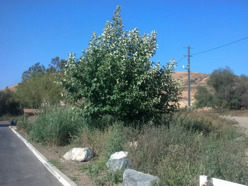 Platanus racemosa (California Sycamore) in Ascot Hills Park, Los Angeles, California