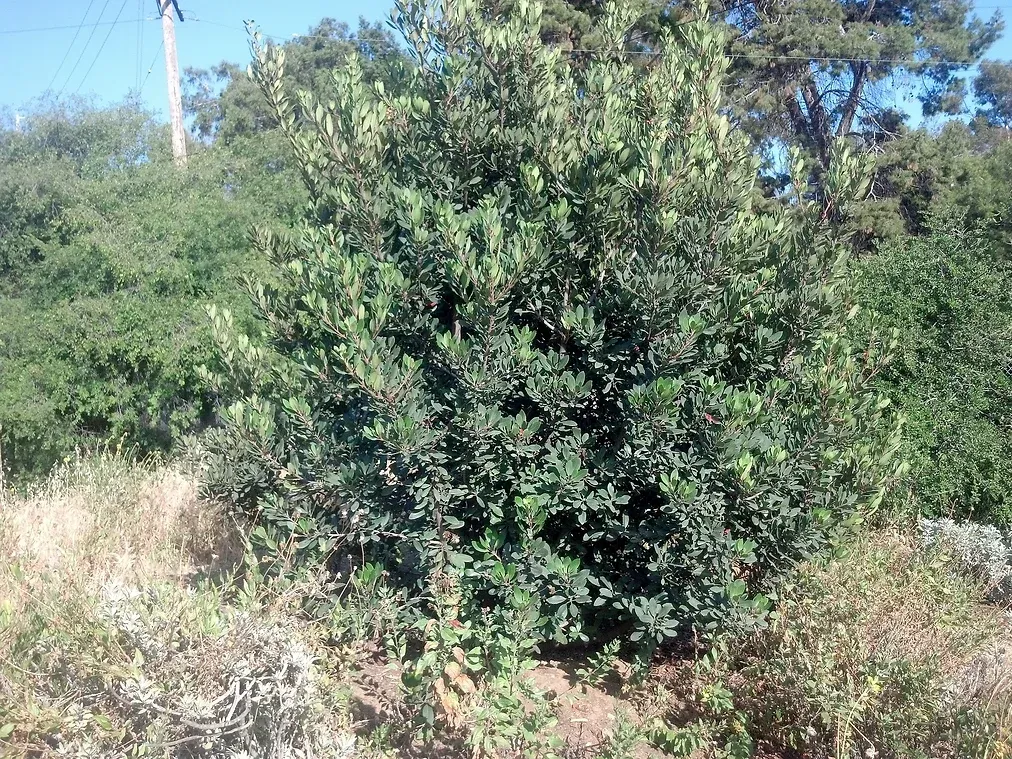 Heteromeles arbutifolia (Toyon) in Ascot Hills Park, Los Angeles, California