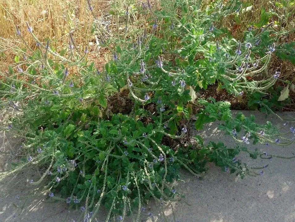 Verbena lasiostachys (Western Vervain) in Ascot Hills Park, Los Angeles, California