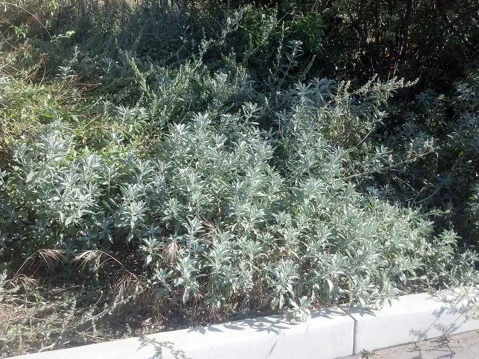 Salvia apiana (White Sage) in Ascot Hills Park, Los Angeles, California