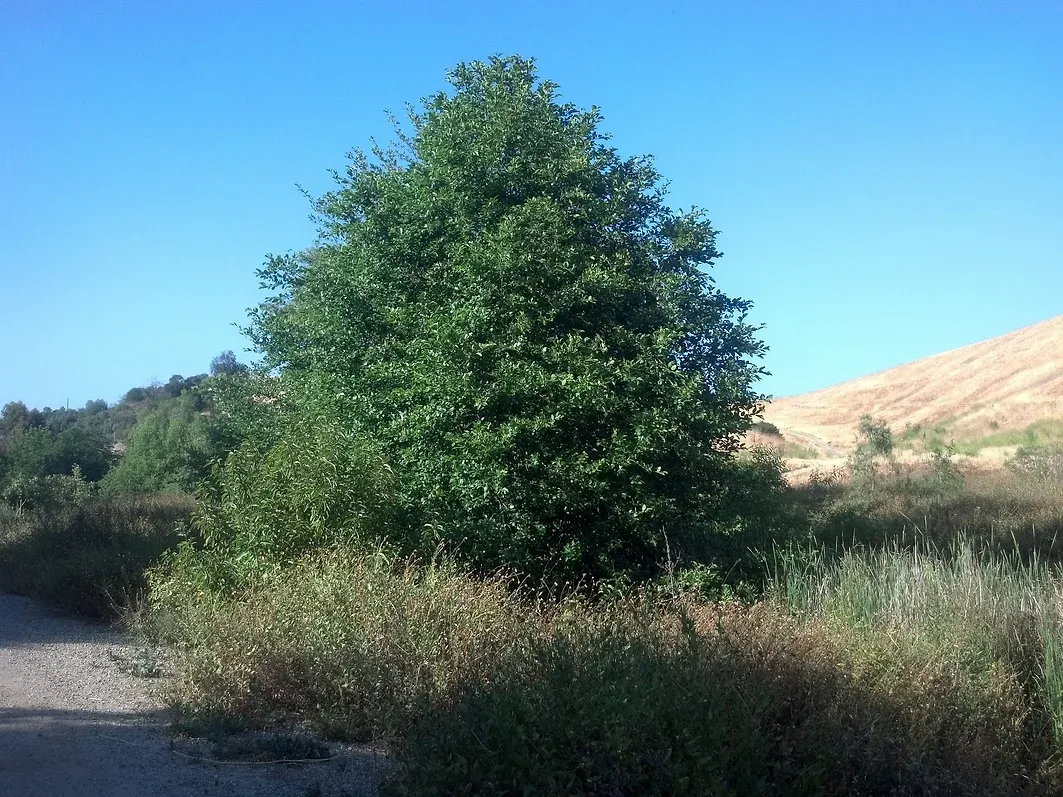 Alnus rhombifolia (White Alder) tree in Ascot Hills Park, Los Angeles, California