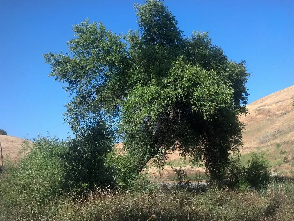 Salix lasiolepis (Arroyo Willow) in Ascot Hills Park, Los Angeles, California