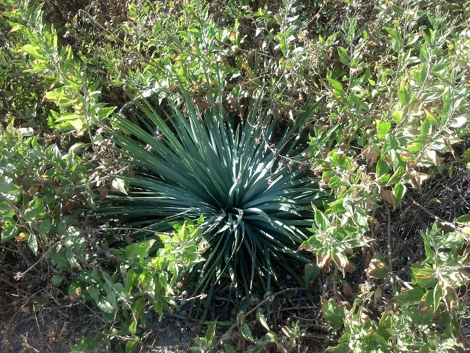 Yucca whippleii (Our Lord's Candle) growing in a drift of Coast Sunflower (Encelia californica)