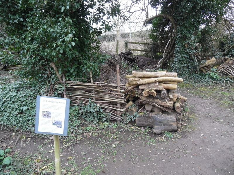 Hedgehog habitat built with cut wood