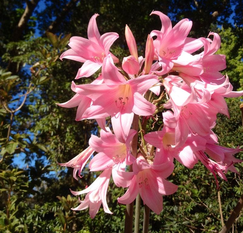 Naked Ladies Plant (Amaryllis belladonna)