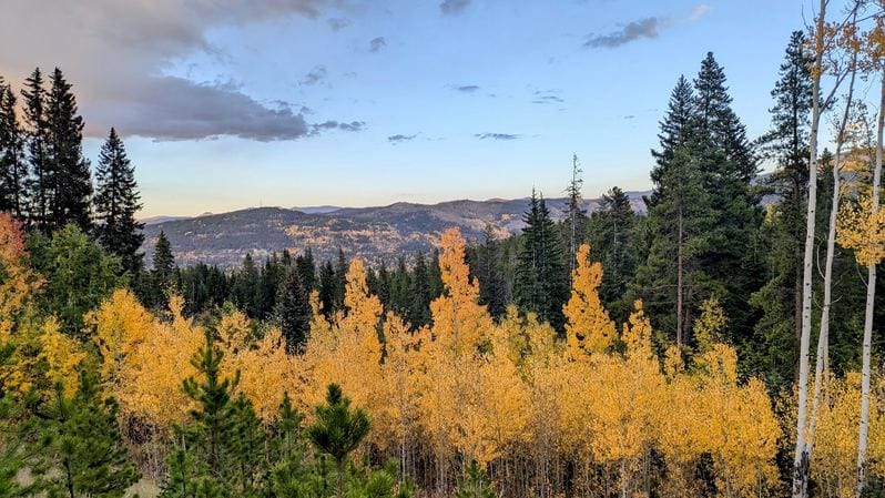 A stand of Aspen Trees contrast with the lush green of the neighboring Pines in Colorado